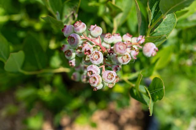 Berliner Beerengarten