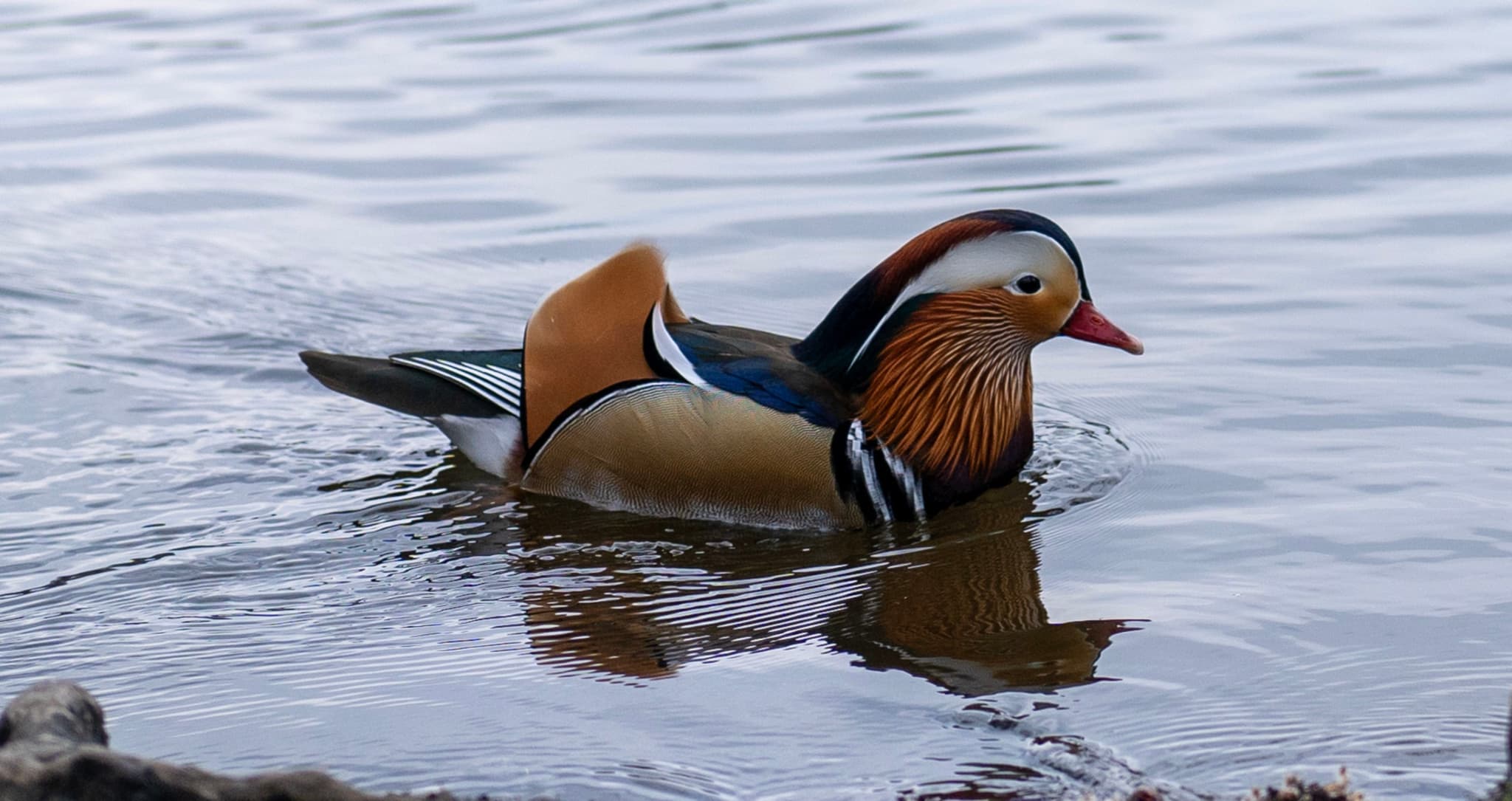 Mandarin Duck